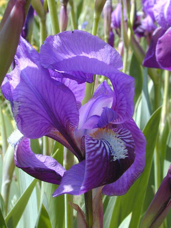 Iris marsica (giaggiolo)
